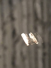 Coleotechnites thujaella