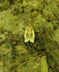 Clepsis melaleucanus