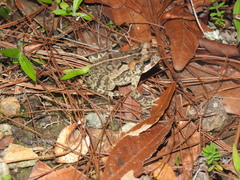 Incilius porteri