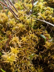 Sphagnum fuscum