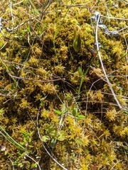 Sphagnum fuscum