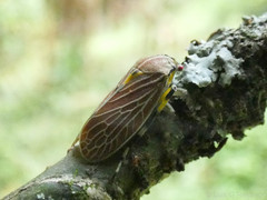 Aetalion reticulatum