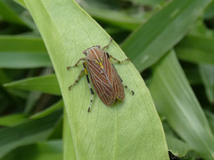 Aetalion reticulatum