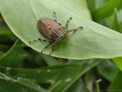 Aetalion reticulatum