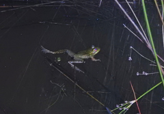 Lithobates lenca