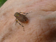 Aetalion reticulatum