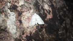 Patissa fulvosparsa