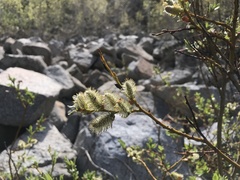 Salix orestera