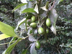 Beilschmiedia mexicana