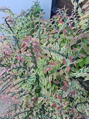 Euphorbia tithymaloides