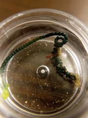 Chaetomorpha spiralis