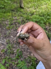 Pseudacris maculata