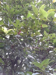 Beilschmiedia mexicana