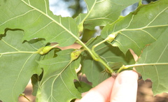 Melikaiella tumifica