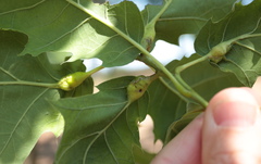 Melikaiella tumifica