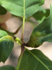 Melikaiella tumifica