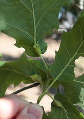 Melikaiella tumifica