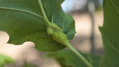 Melikaiella tumifica