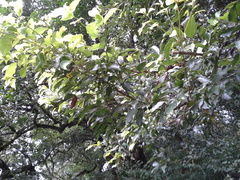 Beilschmiedia mexicana