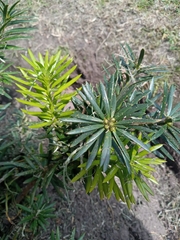 Podocarpus sprucei