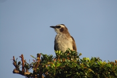 Pycnonotus goiavier