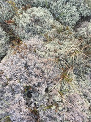 Cladonia arbuscula mitis