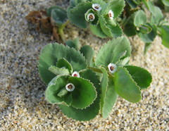 Euphorbia leucophylla