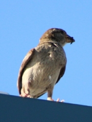 Passer domesticus