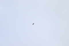 Haliaeetus leucocephalus washingtoniensis