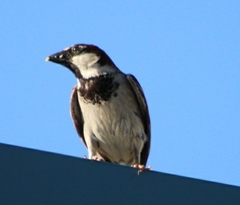 Passer domesticus