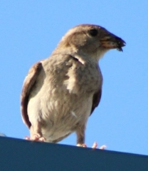 Passer domesticus