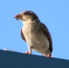 Passer domesticus