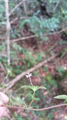 Otiophora pauciflora