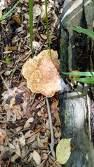 Piptoporellus soloniensis