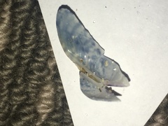 Venerupis largillierti