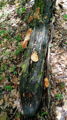 Piptoporellus soloniensis