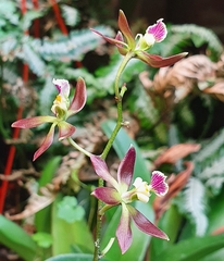 Encyclia guatemalensis