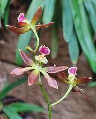 Encyclia guatemalensis