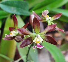 Encyclia guatemalensis