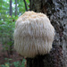Lion's-mane Mushroom - Photo (c) Katja Schulz, some rights reserved (CC BY)