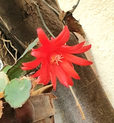 Rhipsalidopsis gaertneri