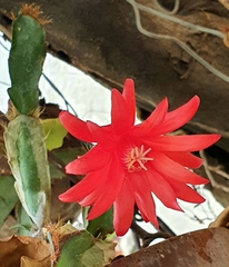 Rhipsalidopsis gaertneri