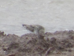 Calidris fuscicollis