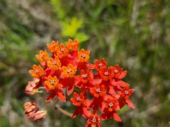 Asclepias lanceolata image