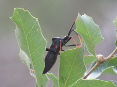 Acanthocephala thomasi