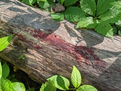 Tulasnella aurantiaca