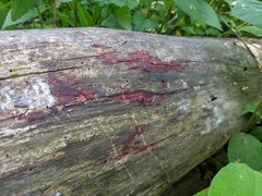 Tulasnella aurantiaca