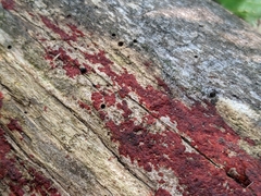 Tulasnella aurantiaca