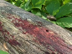 Tulasnella aurantiaca