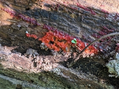 Tulasnella aurantiaca